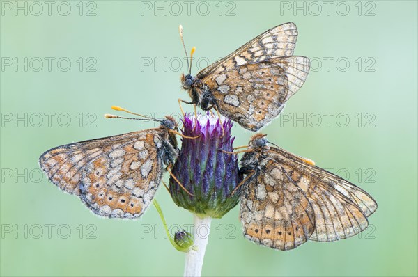 Three Marsh Fritillaries (Euphydryas aurinia)