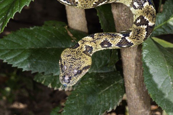 Madagascar Tree Boa (Sanzinia madagascariensis)