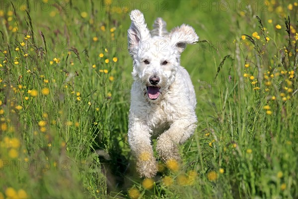 Labradoodle