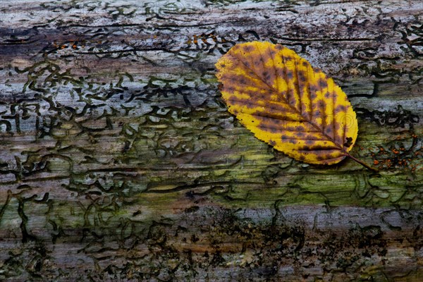 Beech leaf (Fagus sylvatica) on dead wood