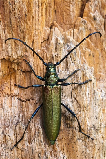 Musk Beetle (Aromia moschata)