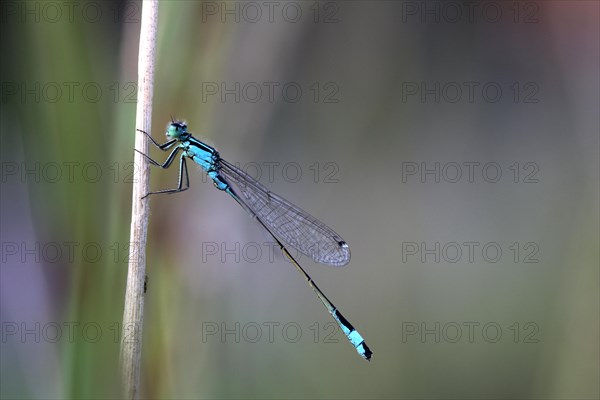 Blue-tailed Damselfly (Ischnura elegans)