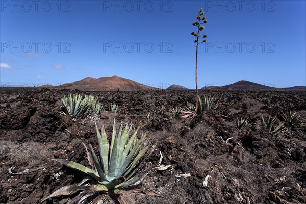 Agaves (Agave) in the lava field near Mancha Blanca