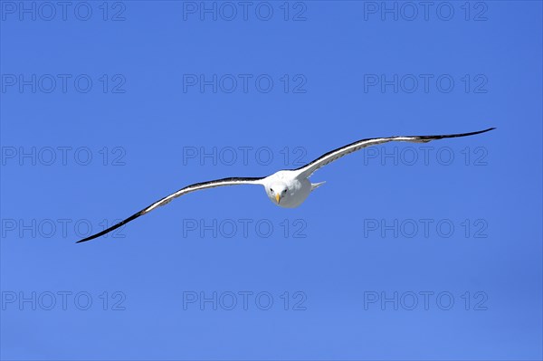 Kelp Gull (Larus dominicanus)