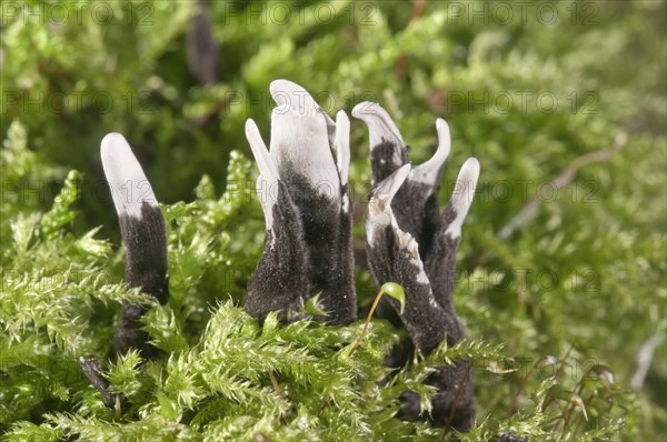 Candlestick fungus (Xylaria hypoxylon)