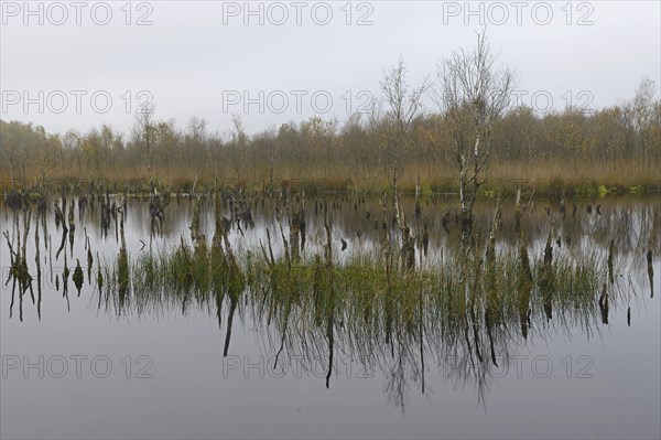 Wetland rehydration with dead Birch trees (Betula pubescens)