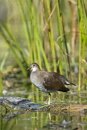 Common Moorhen (Gallinula chloropus)