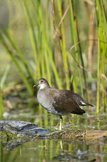 Common Moorhen (Gallinula chloropus)