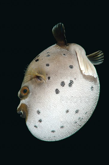 Blackspotted Puffer or Dog-faced Puffer (Arothron nigropunctatus)