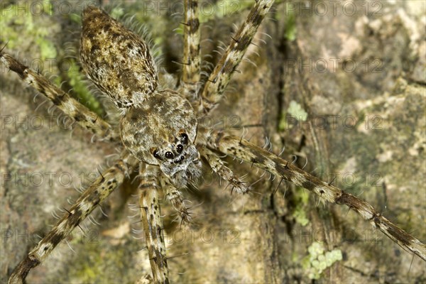 Lynx spider (Oxyopidae spec.)