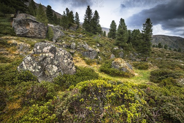 Alpine terrain with rhododendron (Rhododendron hirsutum) and typical alpine flora