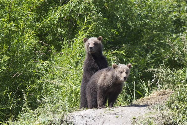 Brown bear (Ursus arctos)