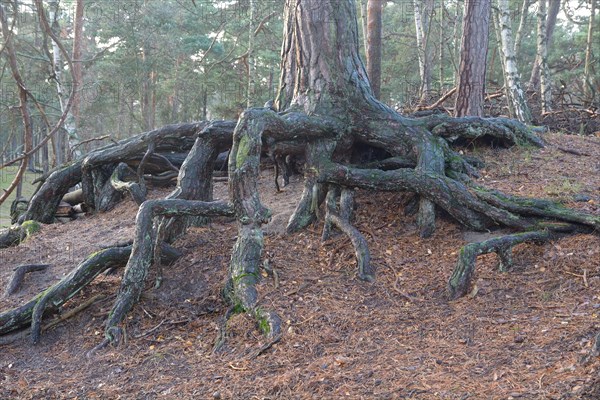 Aerial roots in a pine tree forest