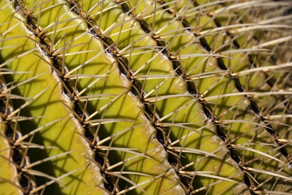 Golden Barrel Cactus (Echinocactus grusonii)