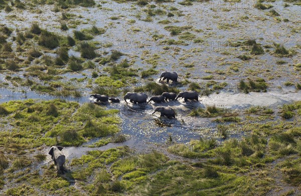 African Elephants (Loxodonta africana)