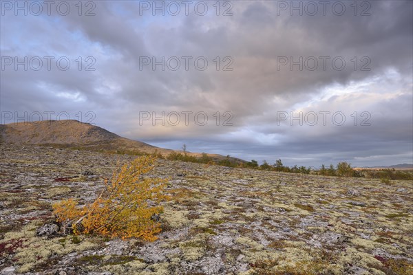 Downy Birch (Betula pubescens) and Reindeer Lichen (Cladonia rangiferina)