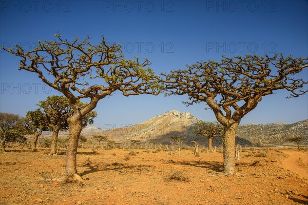 Frankincense trees (Boswellia elongata)