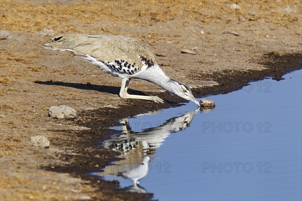 Kori Bustard (Ardeotis kori) drinking at a waterhole