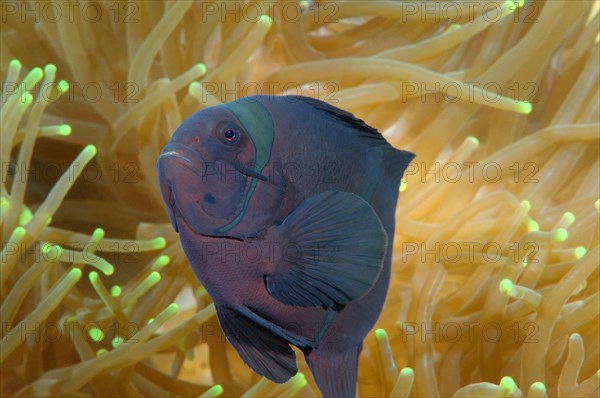 Spinecheek Anemonefish