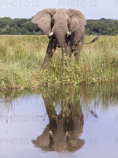 African Bush Elephant (Loxodonta africana)