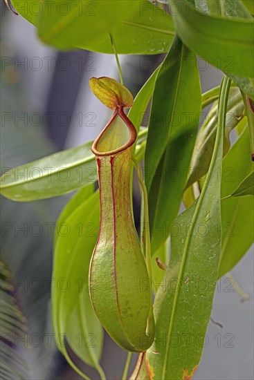 Winged Pitcher Plant (Nepenthes alata)