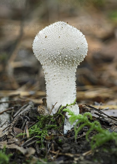 Common Puffball (Lycoperdon perlatum)