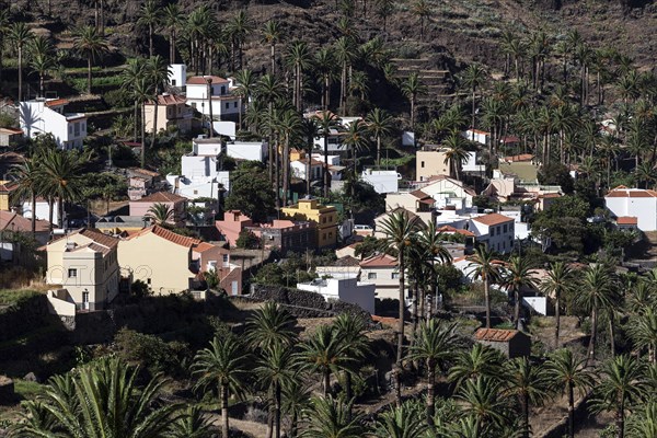 Canary Island Date Palms (Phoenix canariensis)