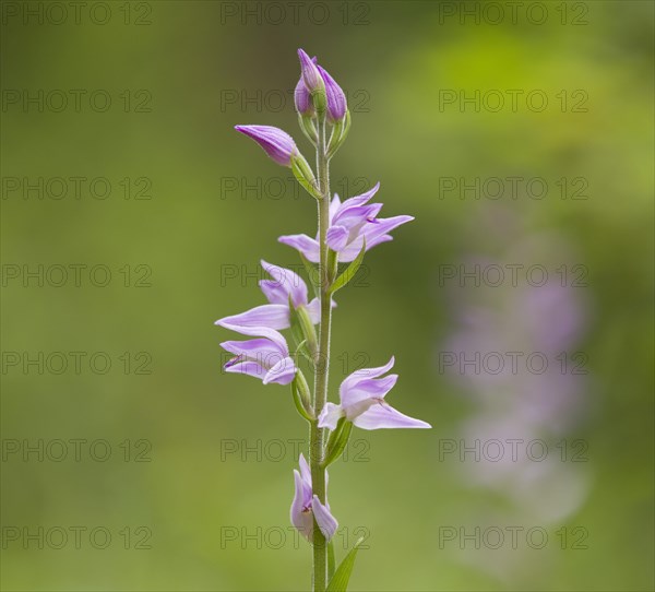 Red Helleborine (Cephalanthera rubra)