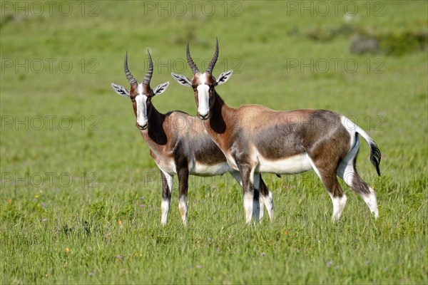 Bontebok (Damaliscus pygargus pygargus)