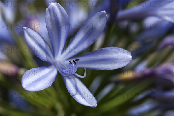 African Lily (Agapanthus)