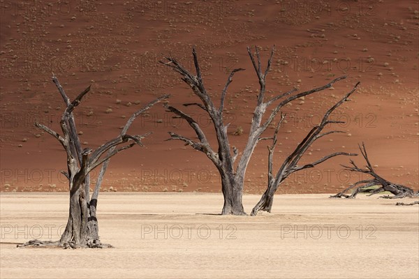 Dead camel thorn trees (Vachellia erioloba)