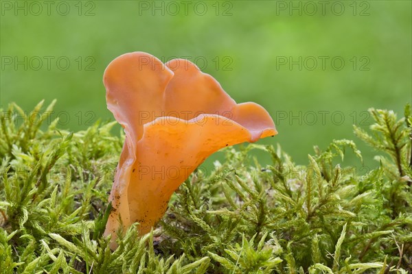 Tremiscus helvelloides fungus