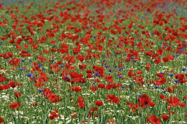 Common Poppies (Papaver rhoeas)