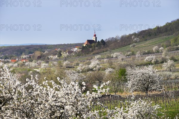 Cherry blossom