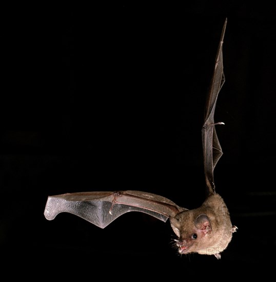 Fringe-lipped bat (Trachops cirrhosus)