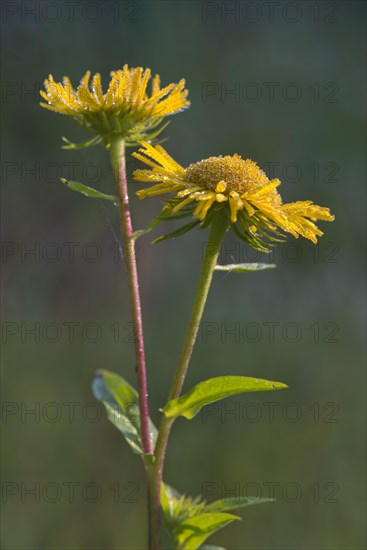 British Yellowhead or Meadow Fleabane (Inula britannica)