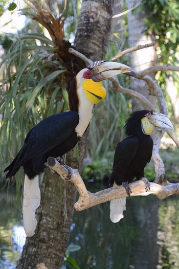 Wreathed hornbill (Aceros undulatus)