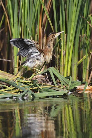 Little Bittern (Ixobrychus minutus)