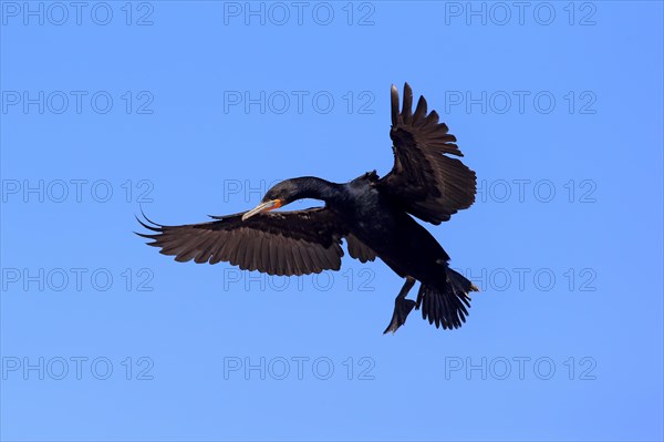 Cape Cormorant (Phalacrocorax capensis)