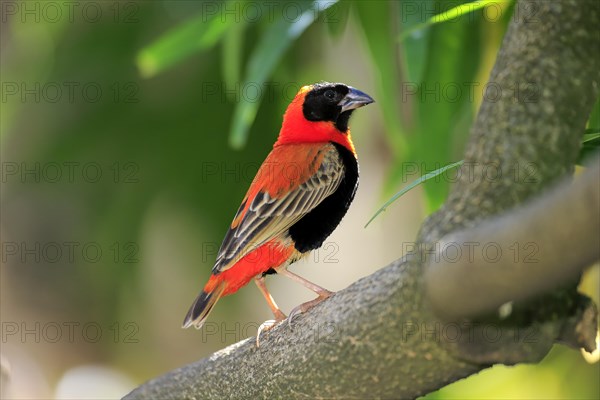 Southern Red Bishop (Euplectes orix)