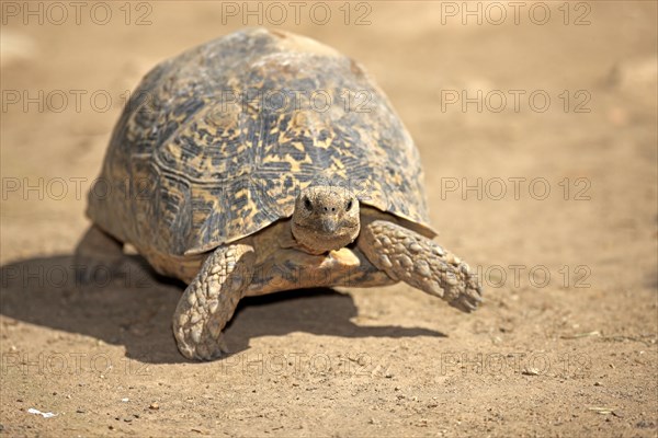 Leopard Tortoise (Testudo pardalis)