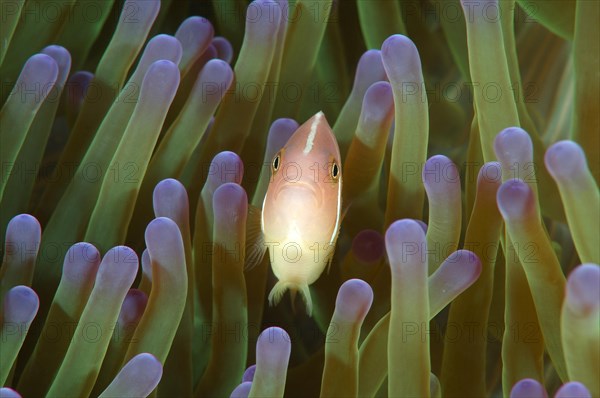 Pink skunk clownfish (Amphiprion perideraion)