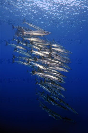 School of Sawtooth Barracudas (Sphyraena putnamae)