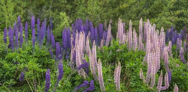 Lupines (Lupinus sp.)