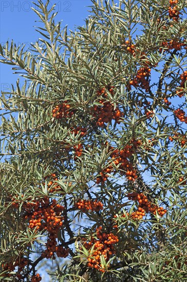 Fruits of the sea buckthorn (Hippophae rhamnoides) on the bush