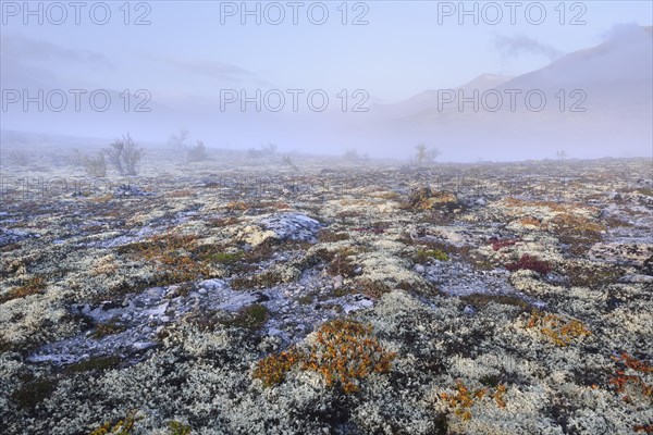 Reindeer Lichen (Cladonia rangiferina)