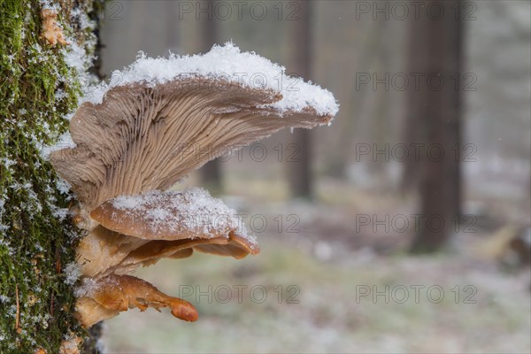 Oyster Mushroom (Pleurotus ostreatus)