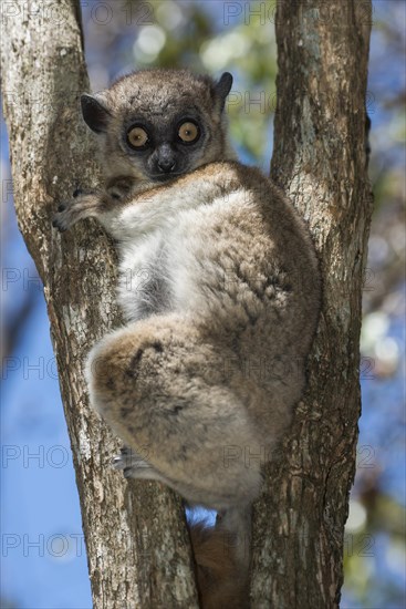 Hubbard's Sportive Lemur (Lepilemur hubbardorum)