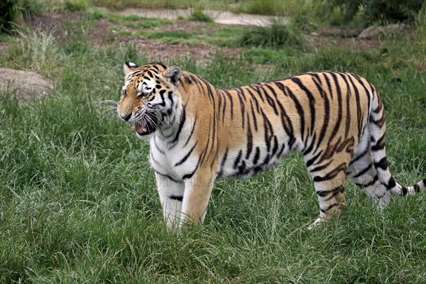 Siberian Tiger (Panthera tigris altaica)