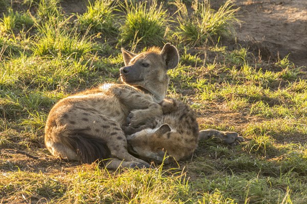 Spotted Hyenas (Crocuta crocuta)